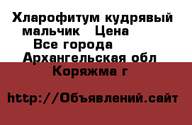 Хларофитум кудрявый мальчик › Цена ­ 30 - Все города  »    . Архангельская обл.,Коряжма г.